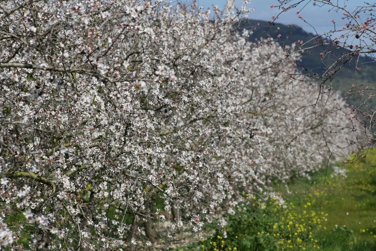Дом отдыха 128 Finca Son Rossinyol Etv10657 By Mallorca Charme Синеу