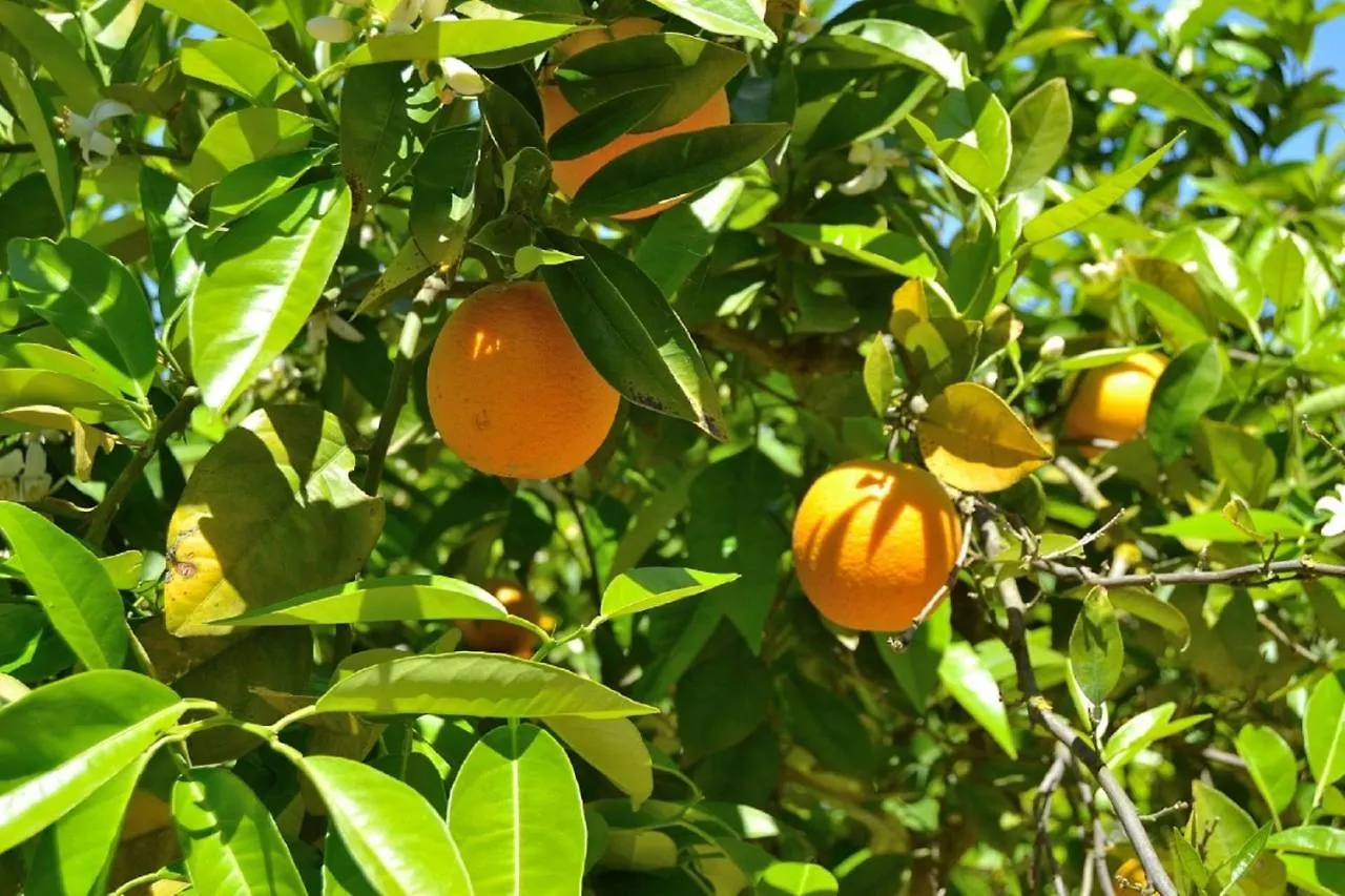 Дом отдыха 128 Finca Son Rossinyol Etv10657 By Mallorca Charme Синеу